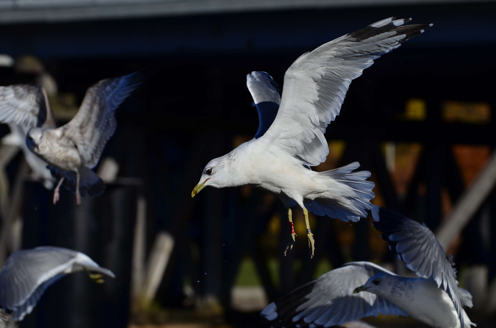 Plancia ëd Larus canus canus Linnaeus 1758