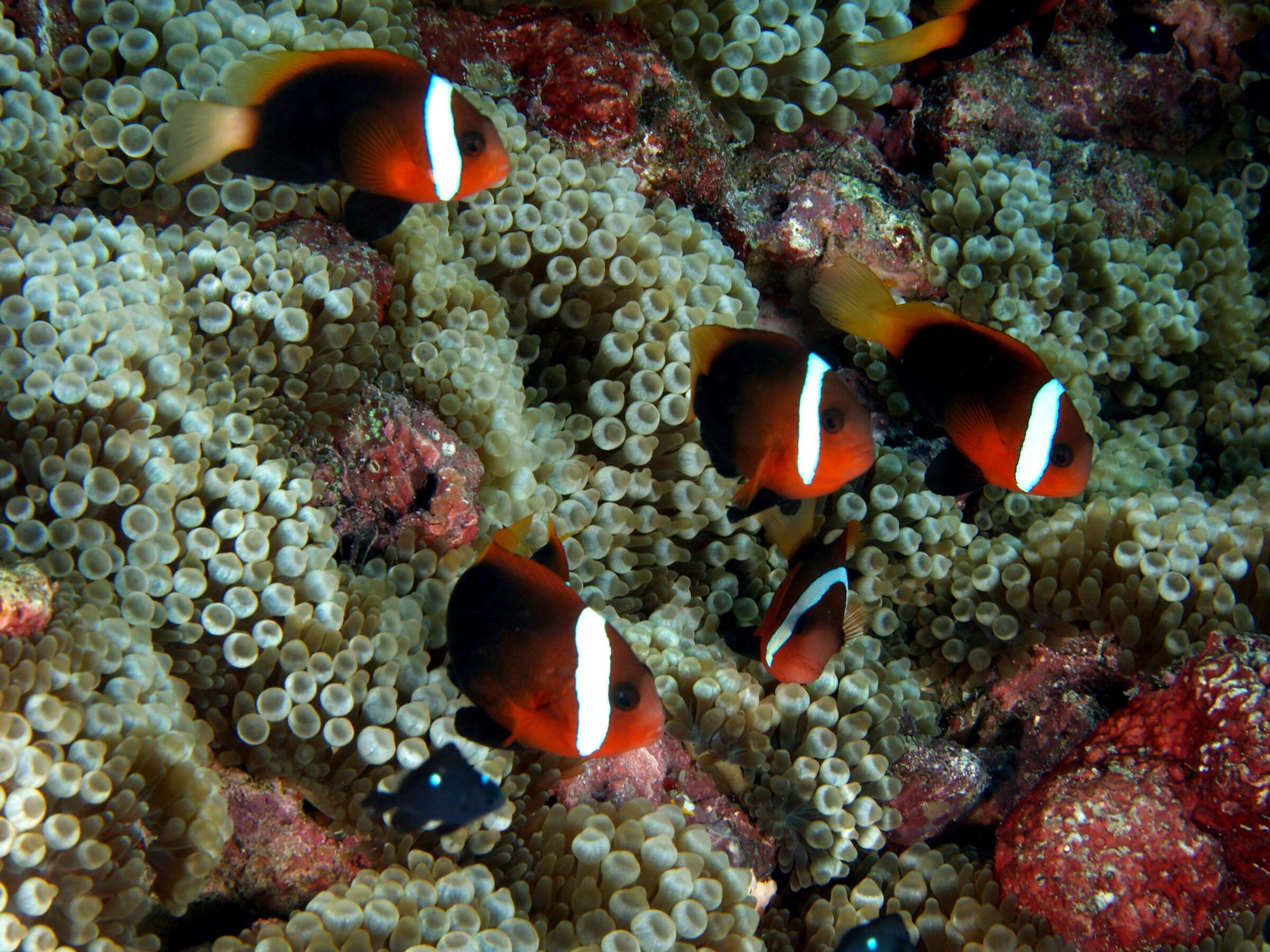 Plancia ëd Amphiprion melanopus Bleeker 1852