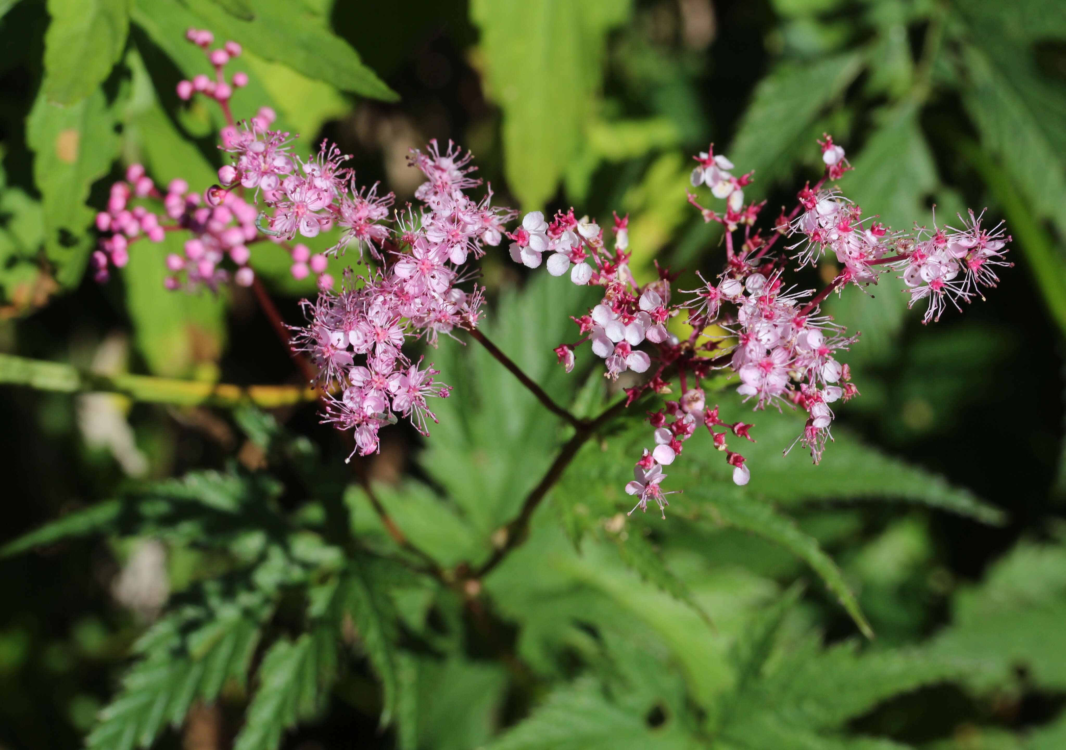 Image of Filipendula multijuga Maxim.