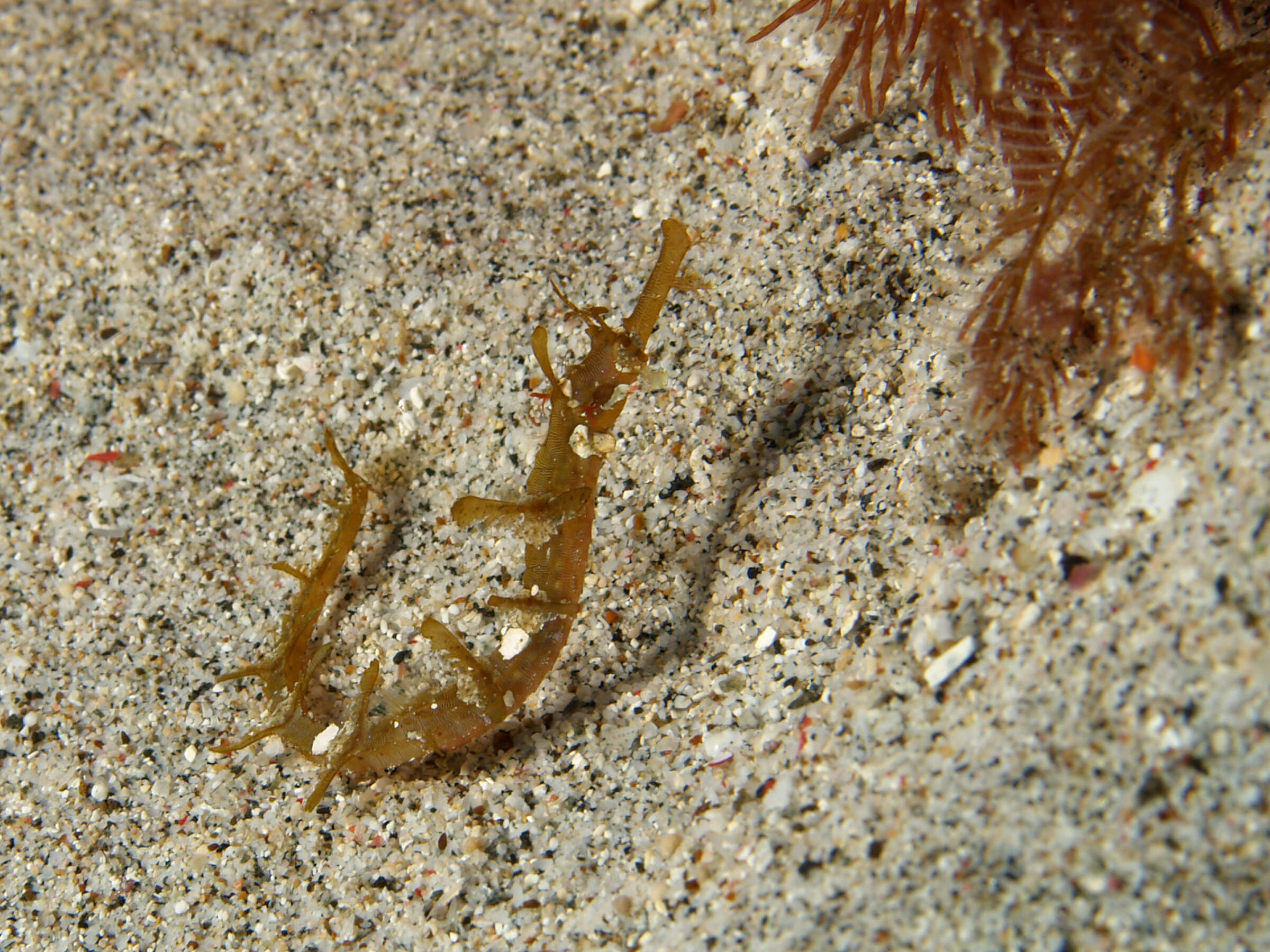 Image de Halicampus macrorhynchus Bamber 1915