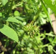 Image of blue fenugreek