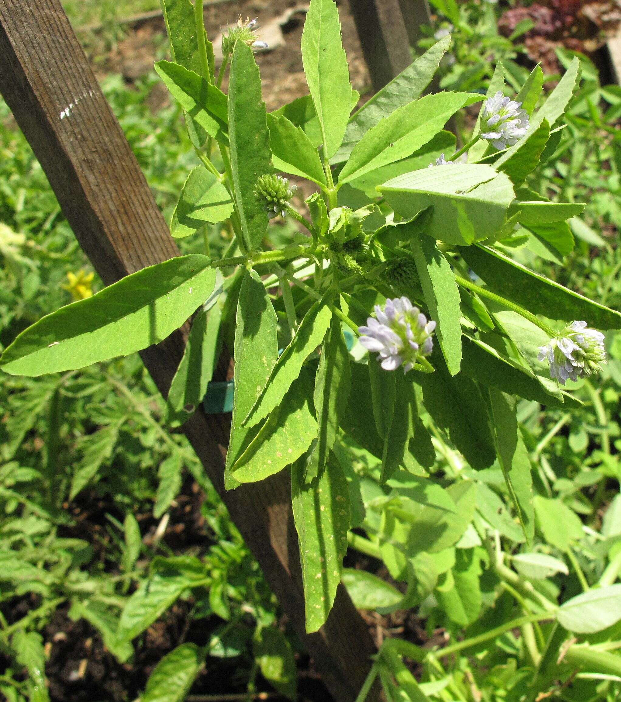 Image of blue fenugreek