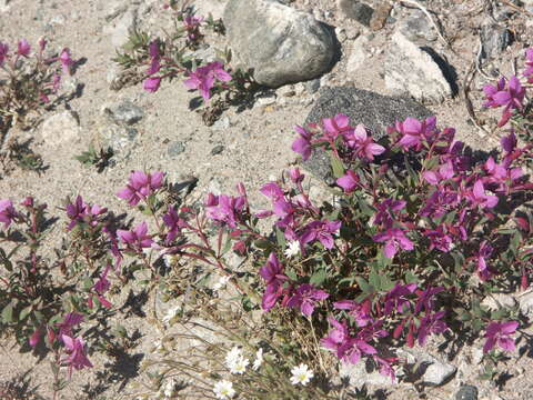 Image of dwarf fireweed