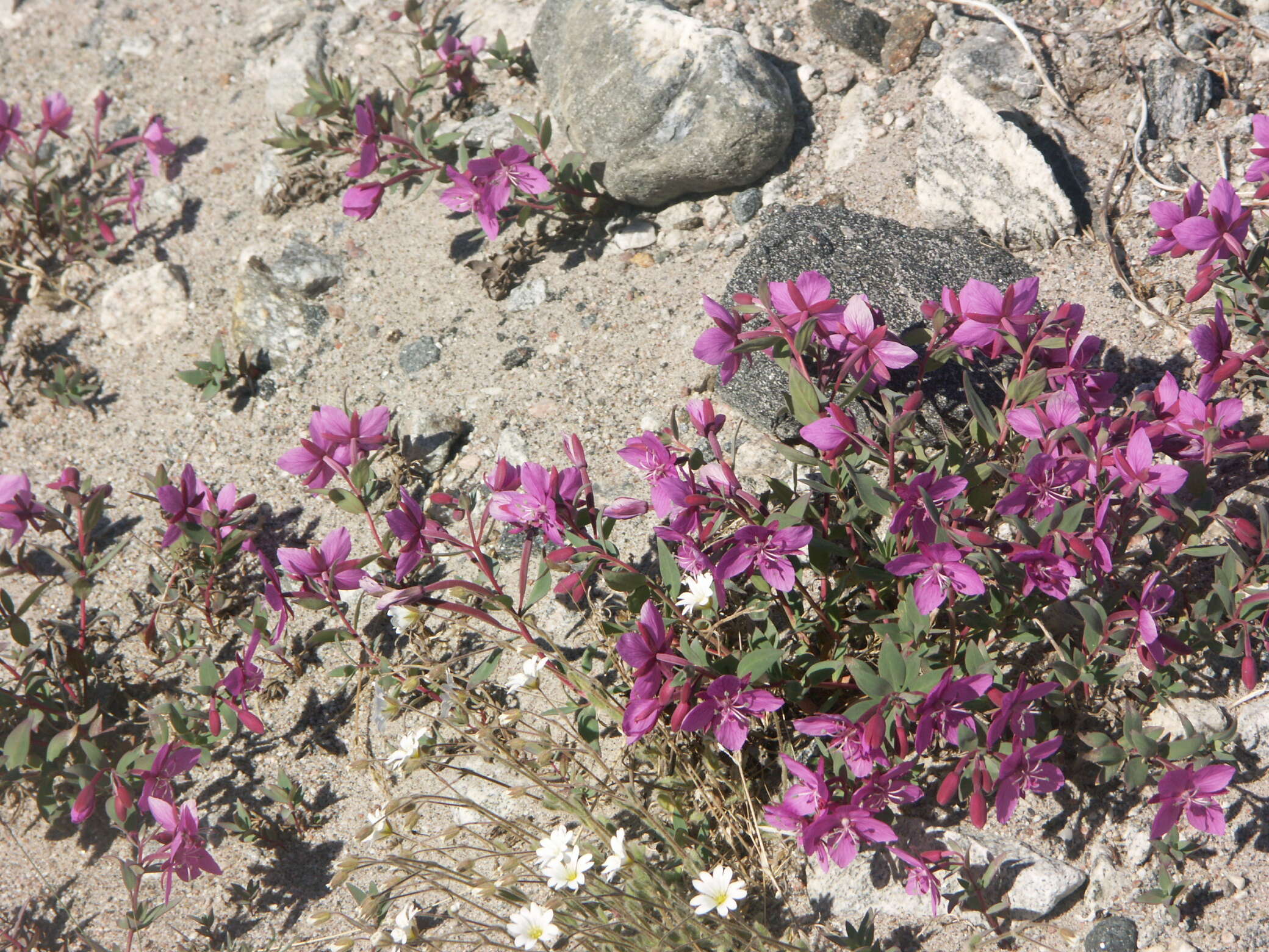 Image of dwarf fireweed