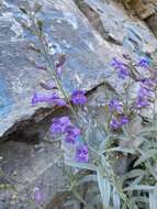 Слика од Penstemon sepalulus A. Nels.