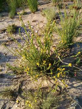 Image of Leucadendron coriaceum Philipps & Hutchinson