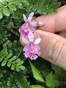 Слика од Epidendrum calanthum Rchb. fil. & Warsz.