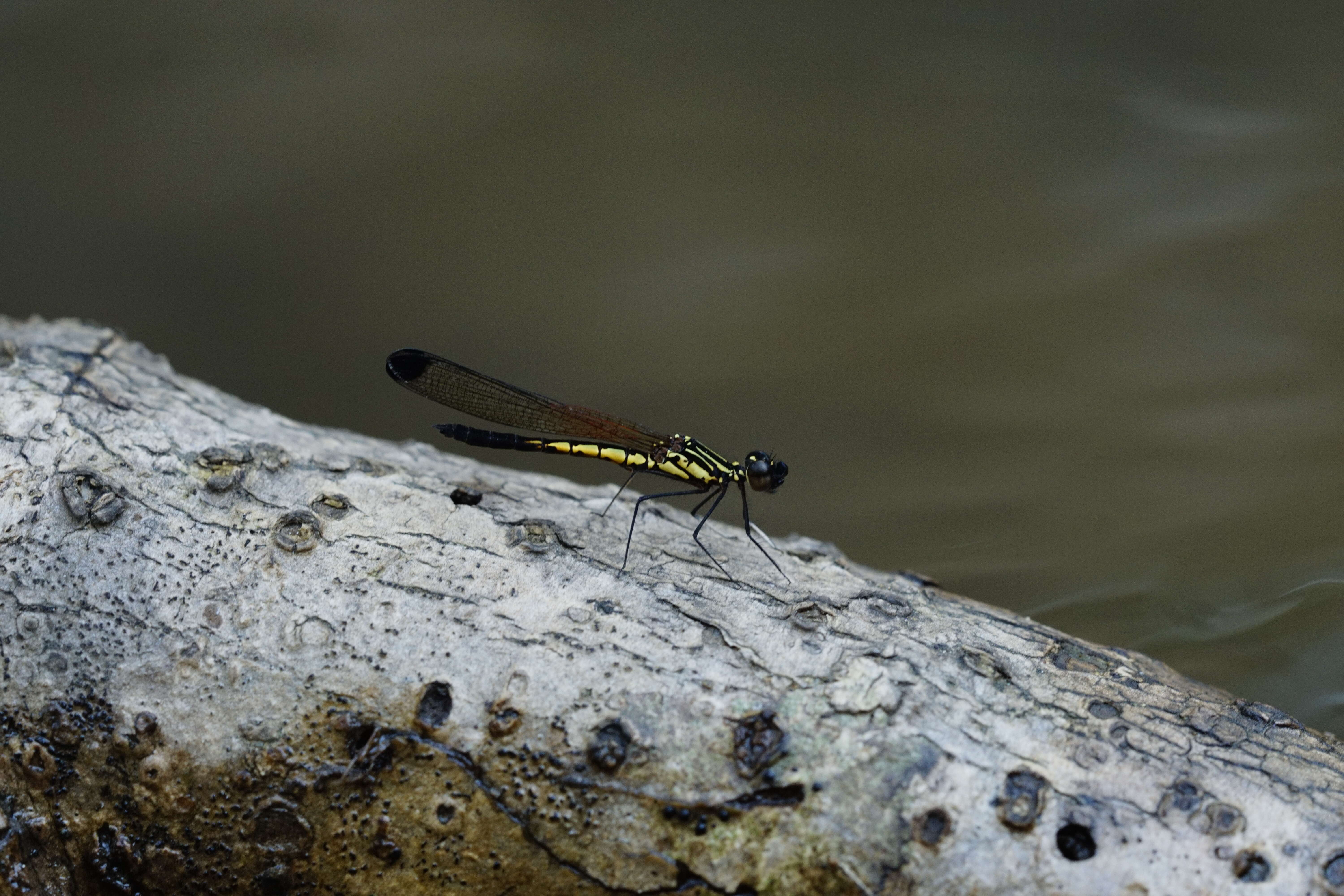 Image of Libellago indica (Fraser 1928)