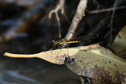 Image of Libellago indica (Fraser 1928)