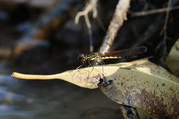 Image of Libellago indica (Fraser 1928)