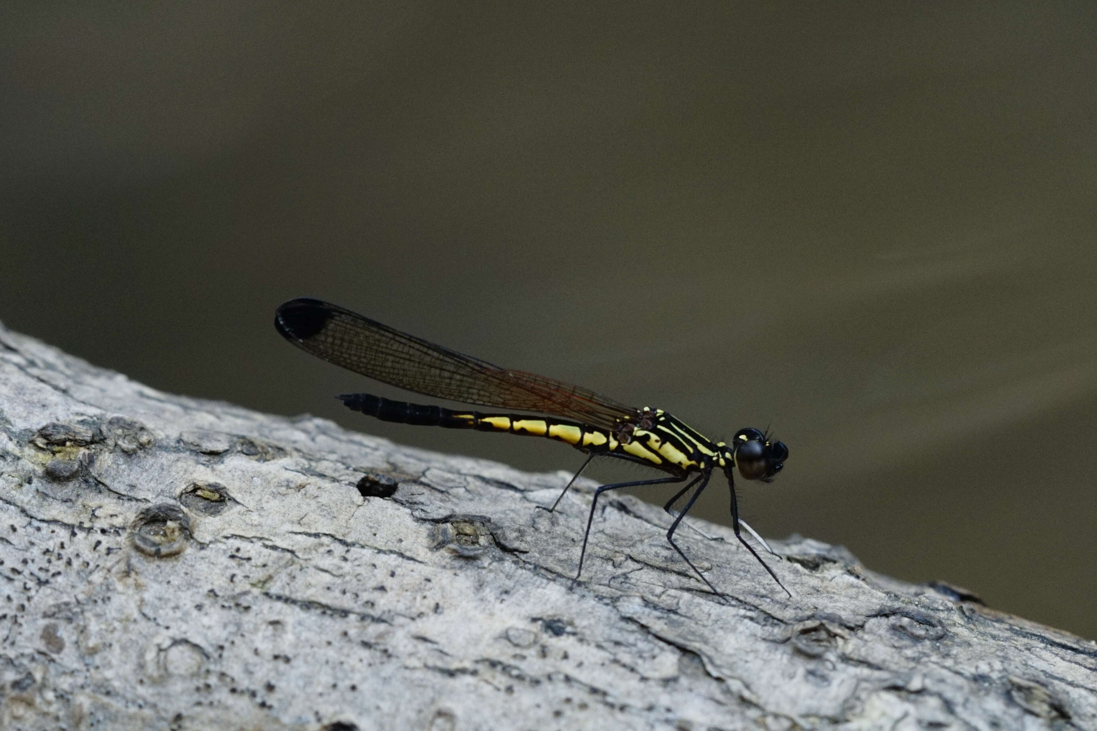 Image of Libellago indica (Fraser 1928)