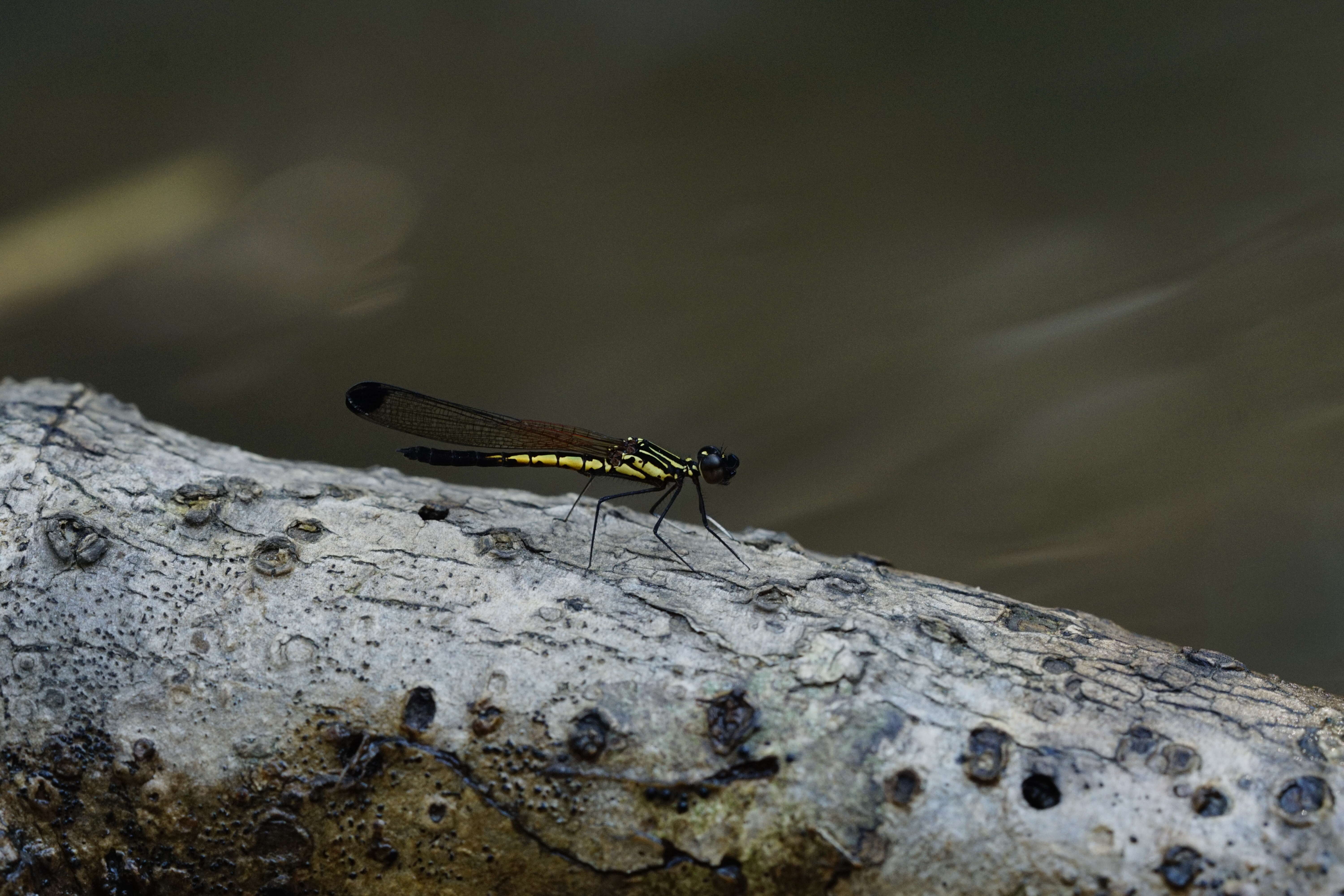 Image of Libellago indica (Fraser 1928)