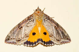 Image of Eudocima materna (Linnaeus 1767)