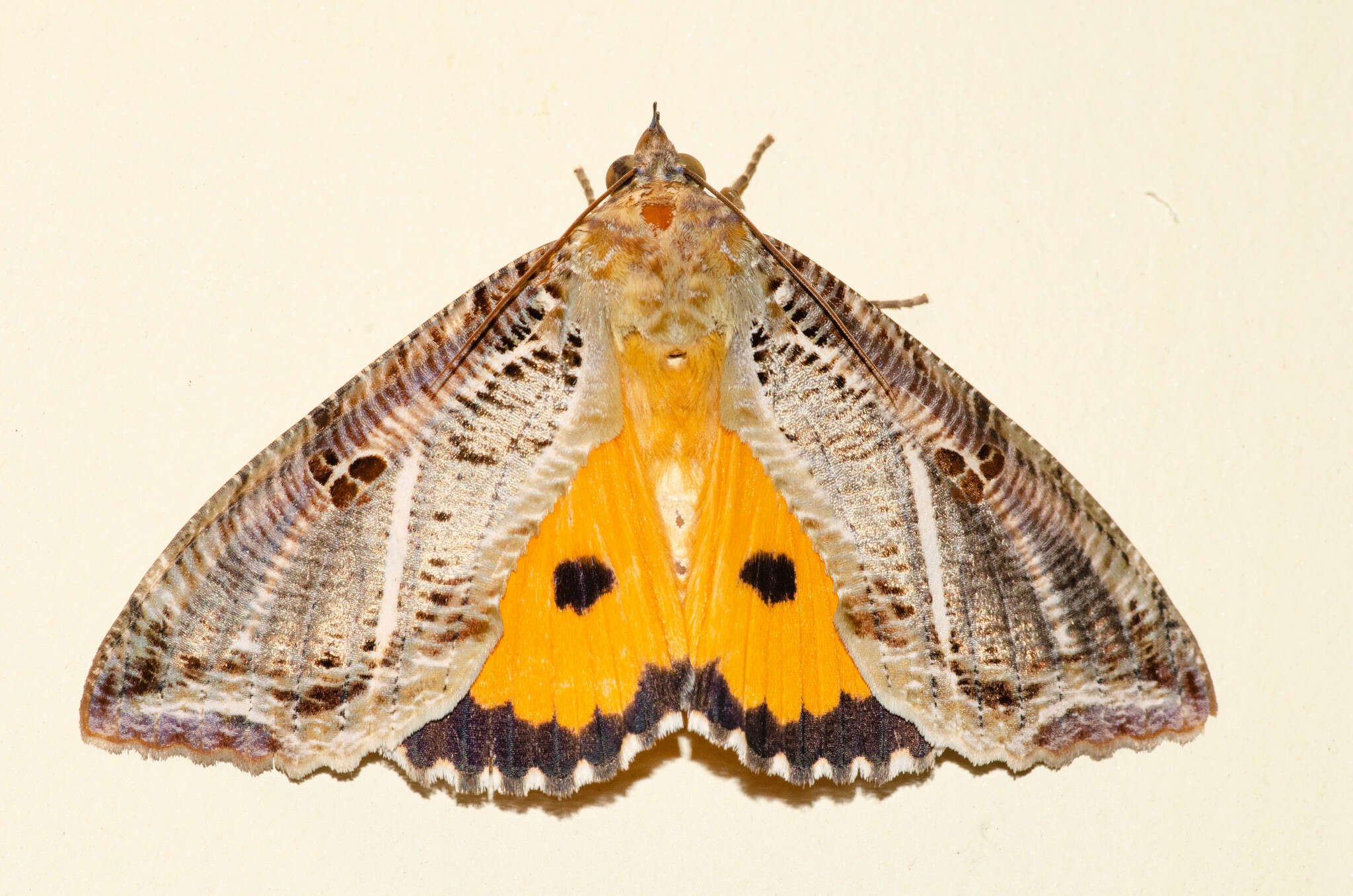 صورة Eudocima materna (Linnaeus 1767)