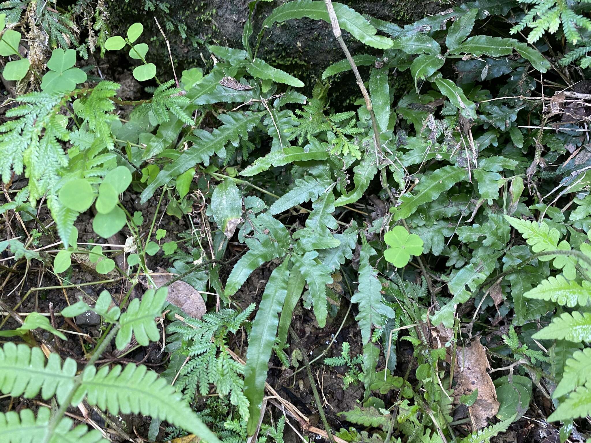 Image of Pteris dimorpha var. prolongata Y. S. Chao, H. Y. Liu & W. L. Chiou