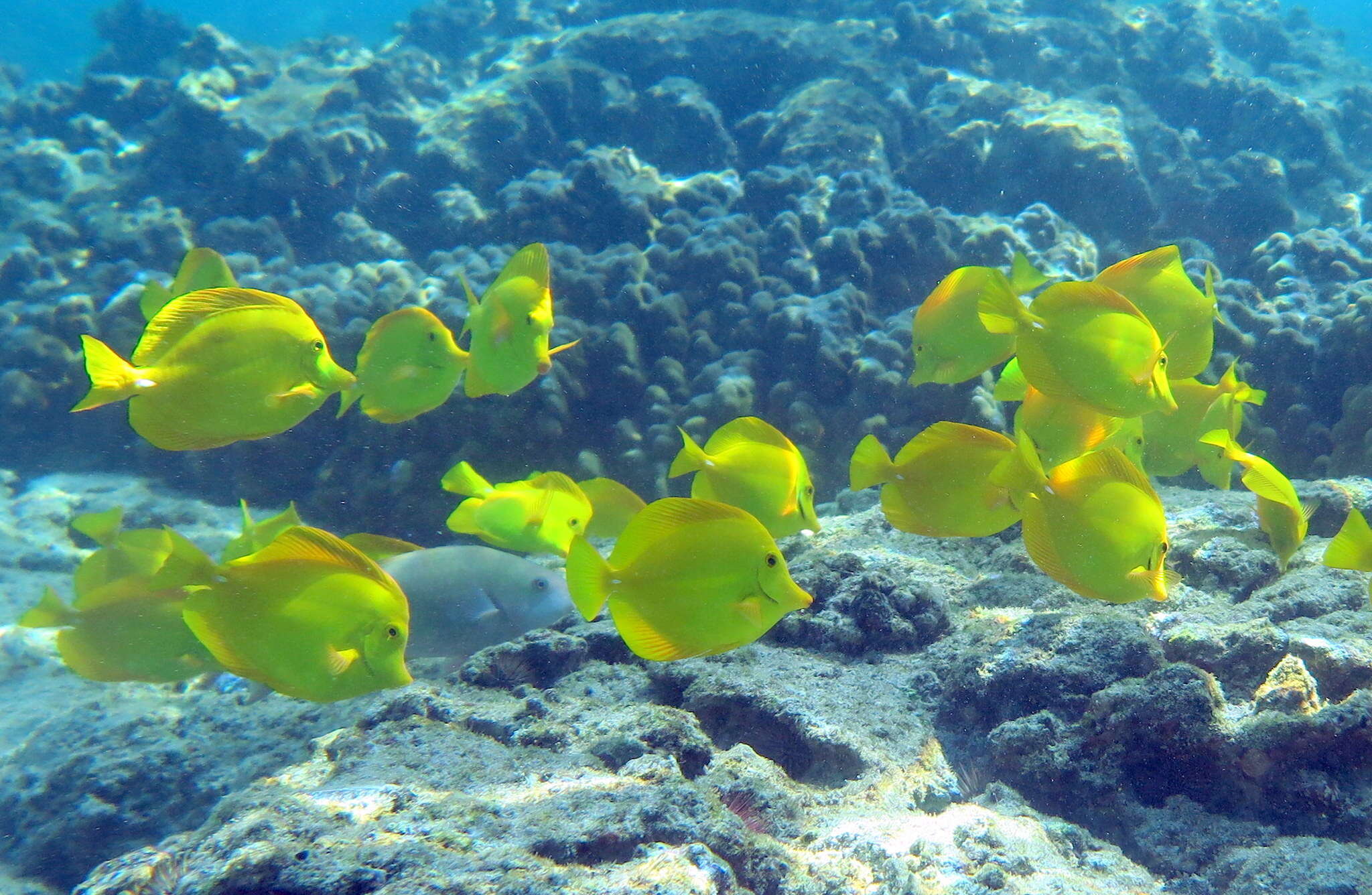 Image of Lemon Sailfin