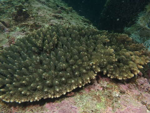 Image of Acropora solitaryensis Veron & Wallace 1984