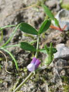 Image of spring vetch