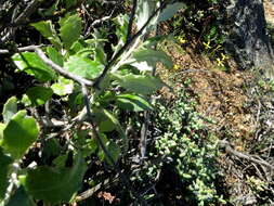 Image of Berkheya fruticosa (L.) Ehrh.