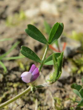 Imagem de Vicia lathyroides L.