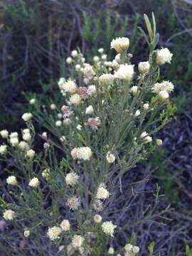 Image of desertbroom