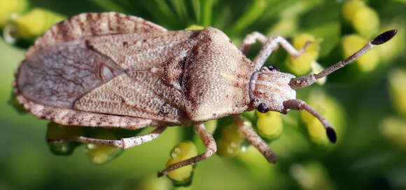 Image de Scolopocerus uhleri Distant 1881