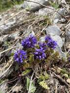 Image of featherleaf kittentails