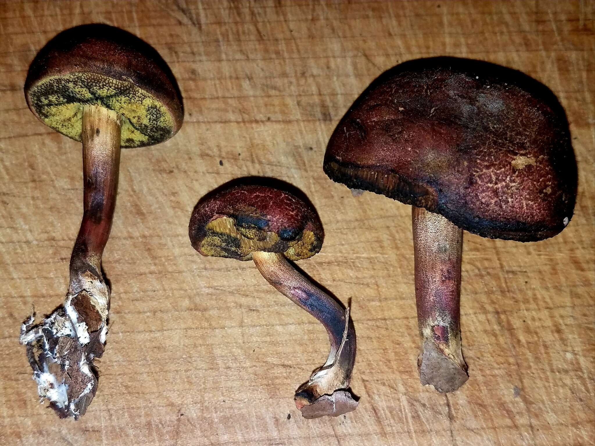 Image of Boletellus pseudochrysenteroides A. H. Sm. & Thiers 1971