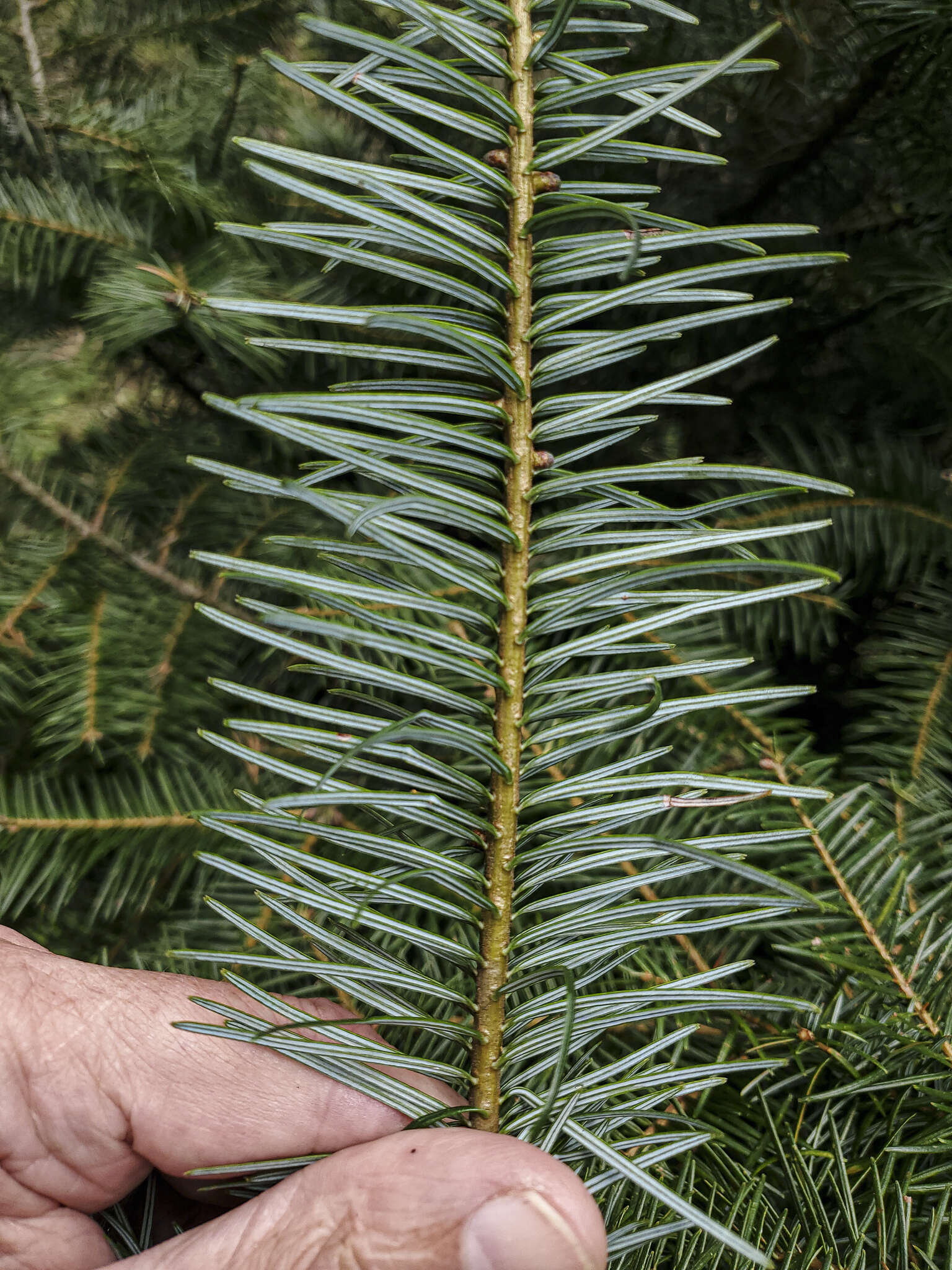 Image of Guatemalan Fir