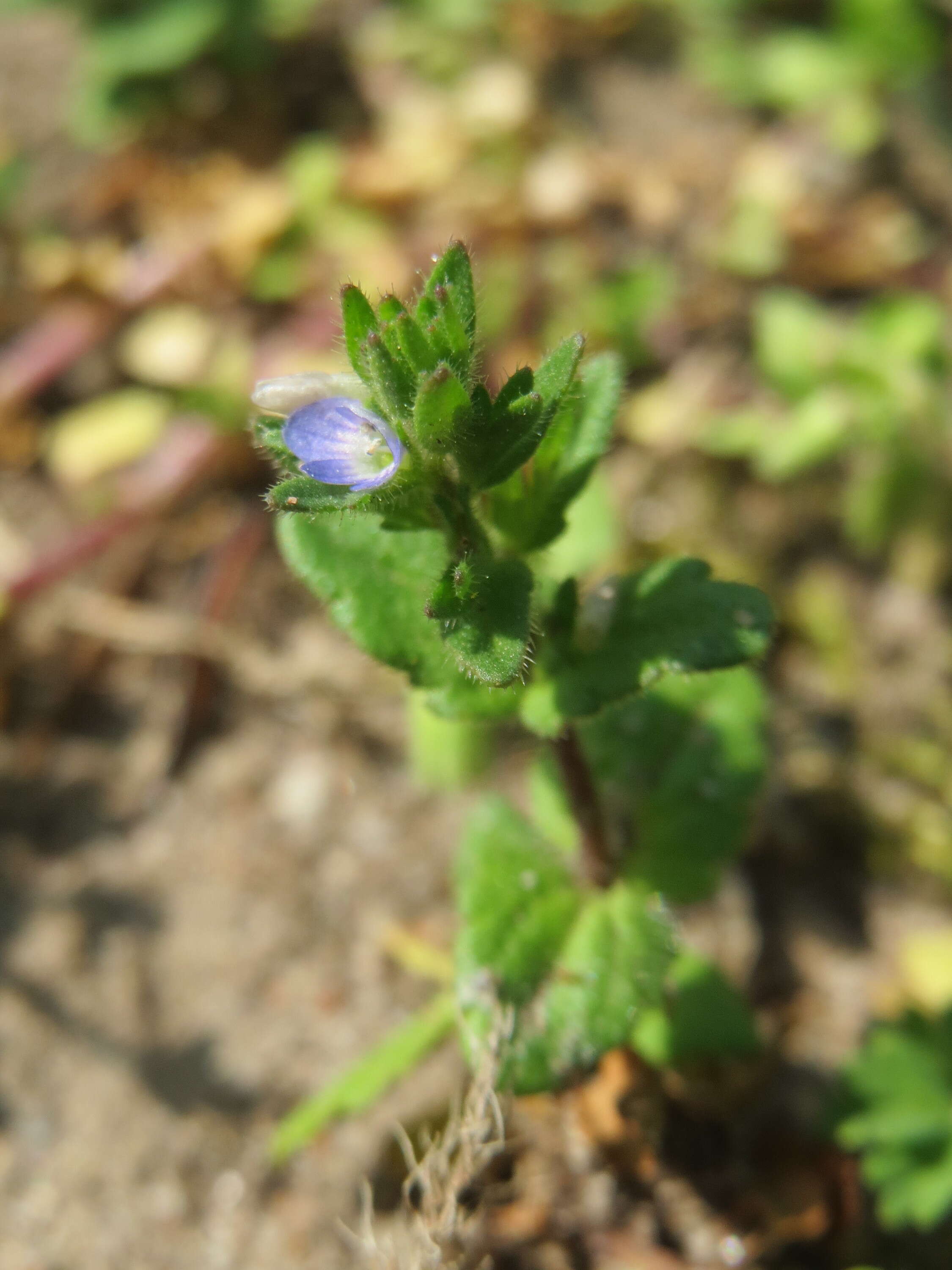 Image of common speedwell