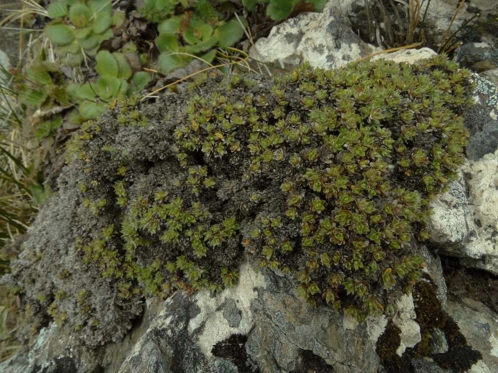 Imagem de Veronica ciliolata subsp. fiordensis (Ashwin) Meudt