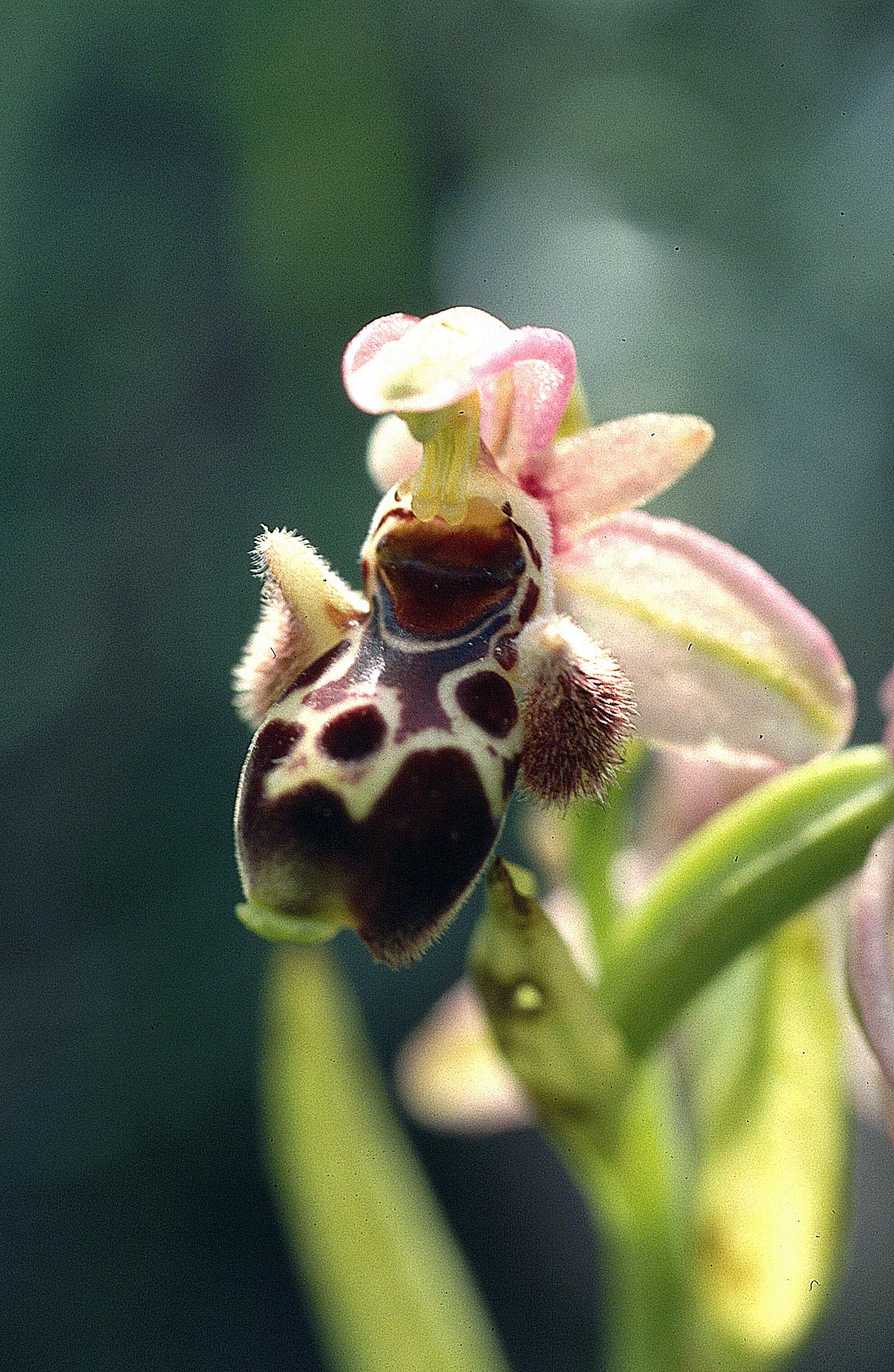 Image of Ophrys umbilicata Desf.