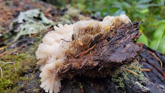 Image of Gloiodon occidentalis Ginns 1988