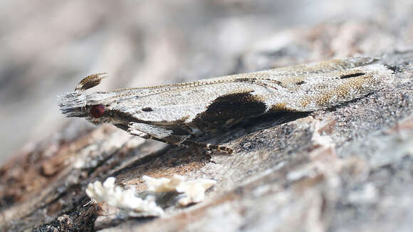 Image of Hypatima rhomboidella Linnaeus 1758