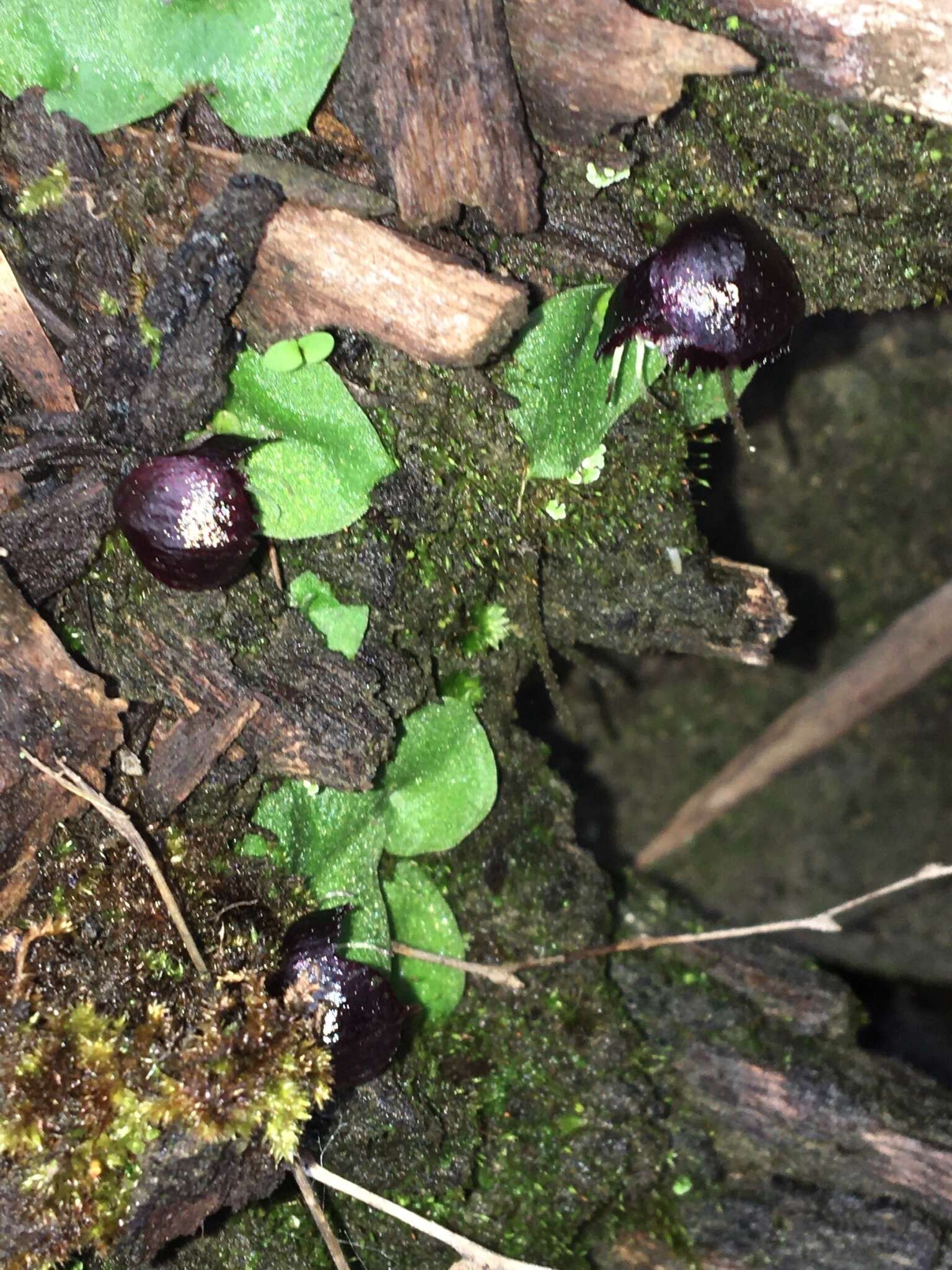 Plancia ëd Corybas recurvus D. L. Jones