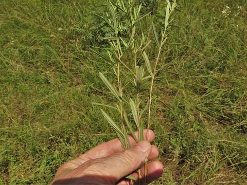 Image of Crocanthemum rosmarinifolium (Pursh) Janchen