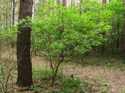 Image of common hoptree