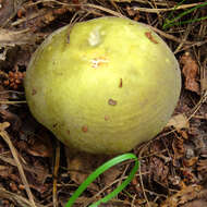 Image of grass green russula