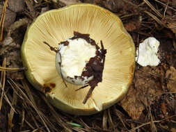 Image of grass green russula