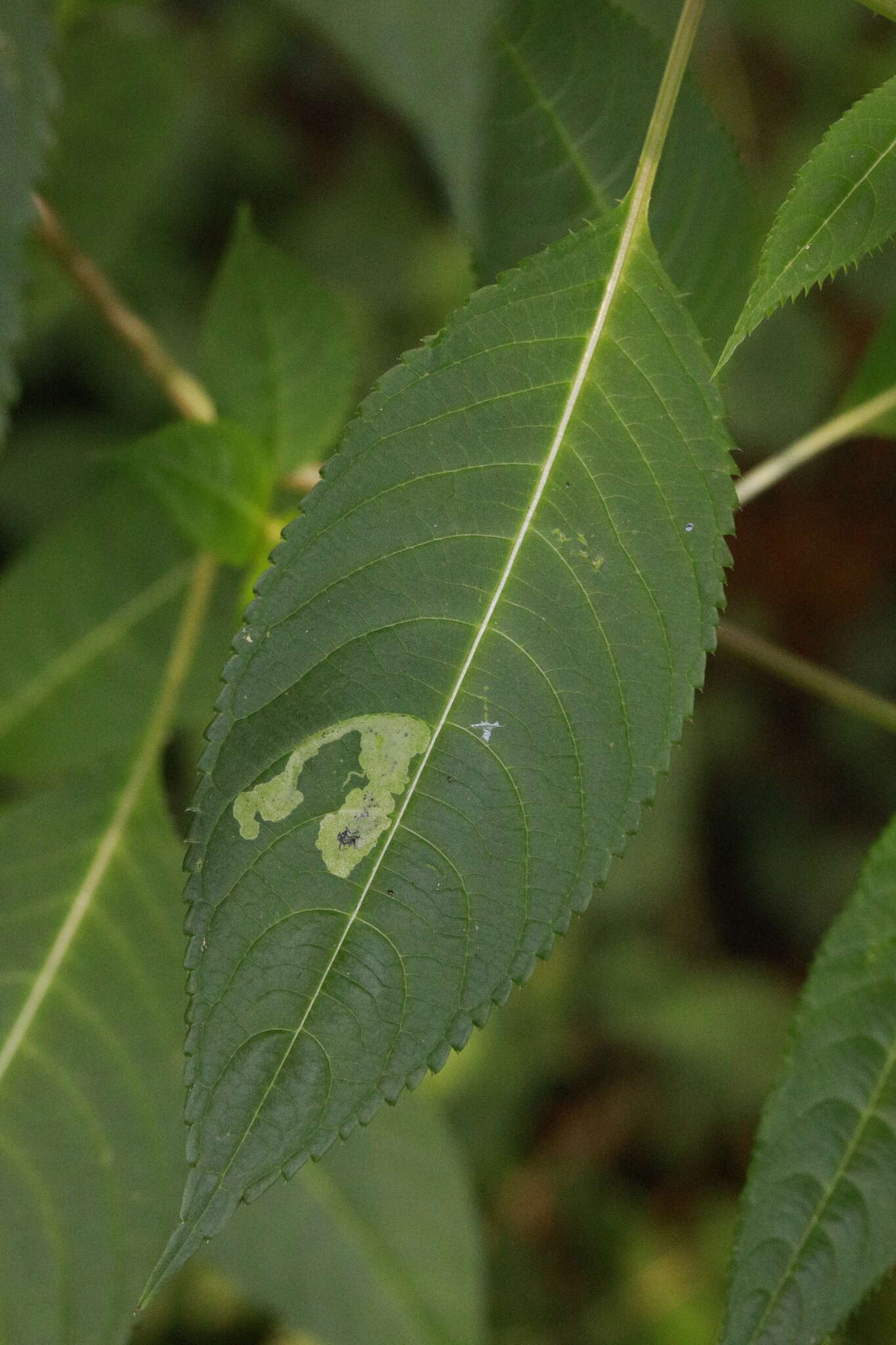 Image of Jewelweed Leafminer