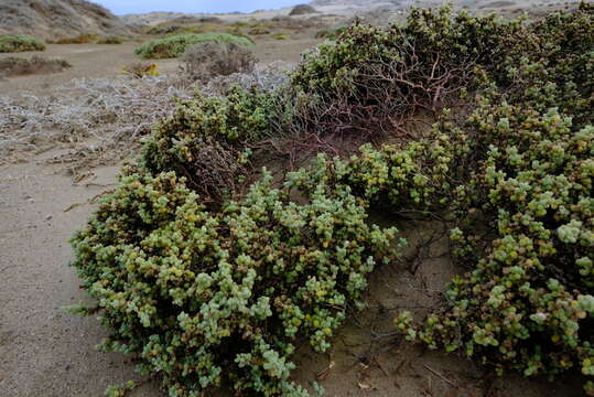 Sivun Drosanthemum luederitzii (Engl.) Schwant. kuva