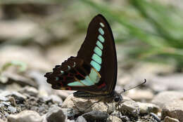 Image of <i>Graphium sarpedon connectens</i>