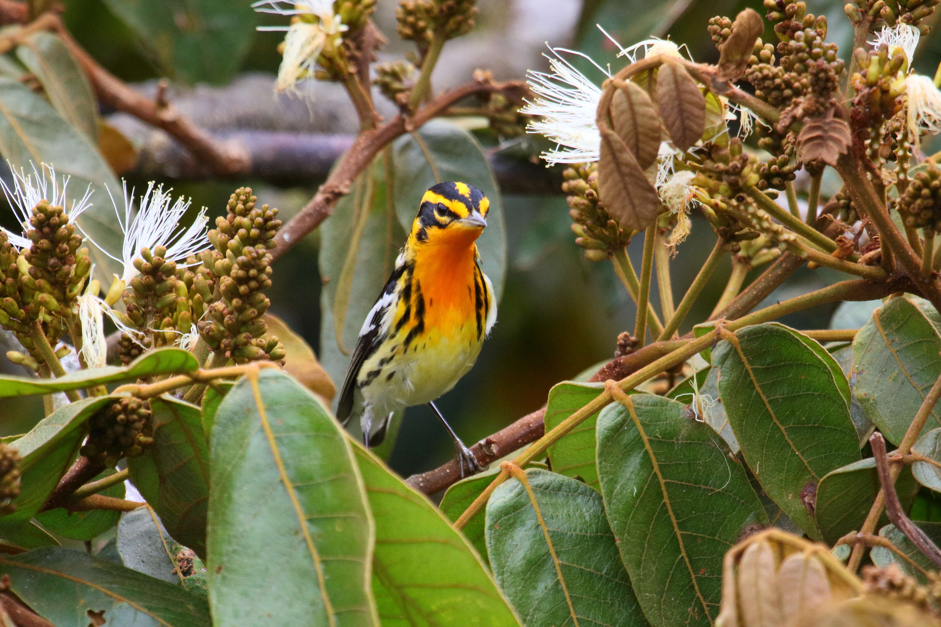 Image of Blackburnian Warbler