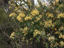 Слика од Pomaderris elliptica Labill.