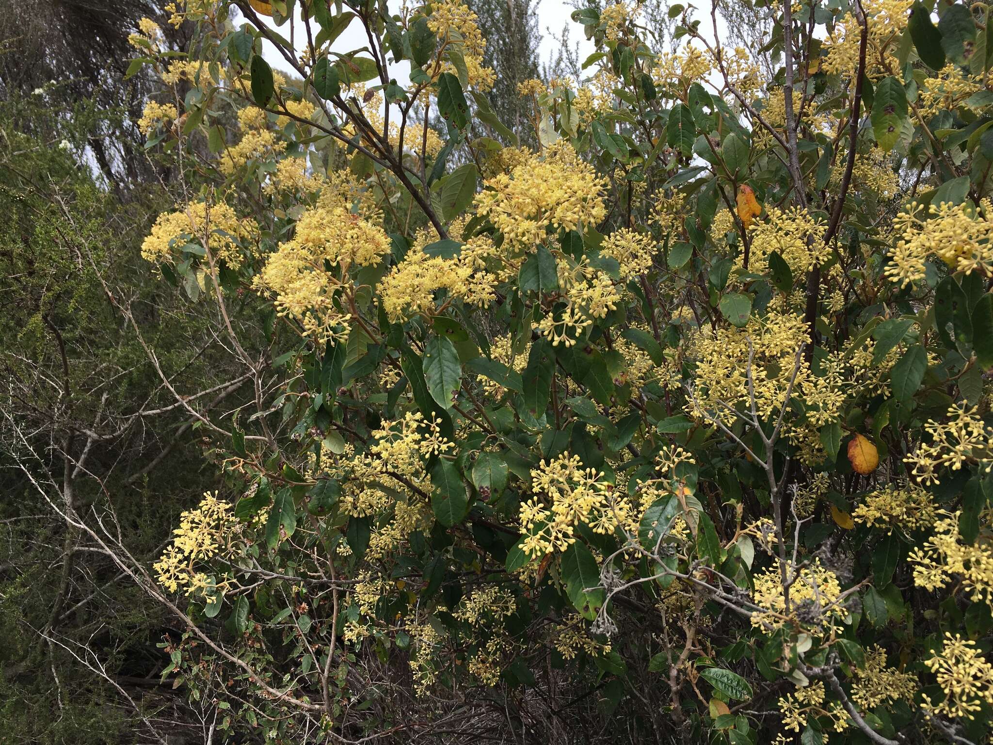 Pomaderris elliptica Labill. resmi