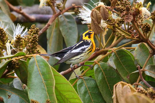 Image of Blackburnian Warbler