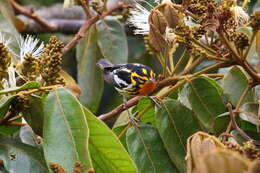 Image of Blackburnian Warbler