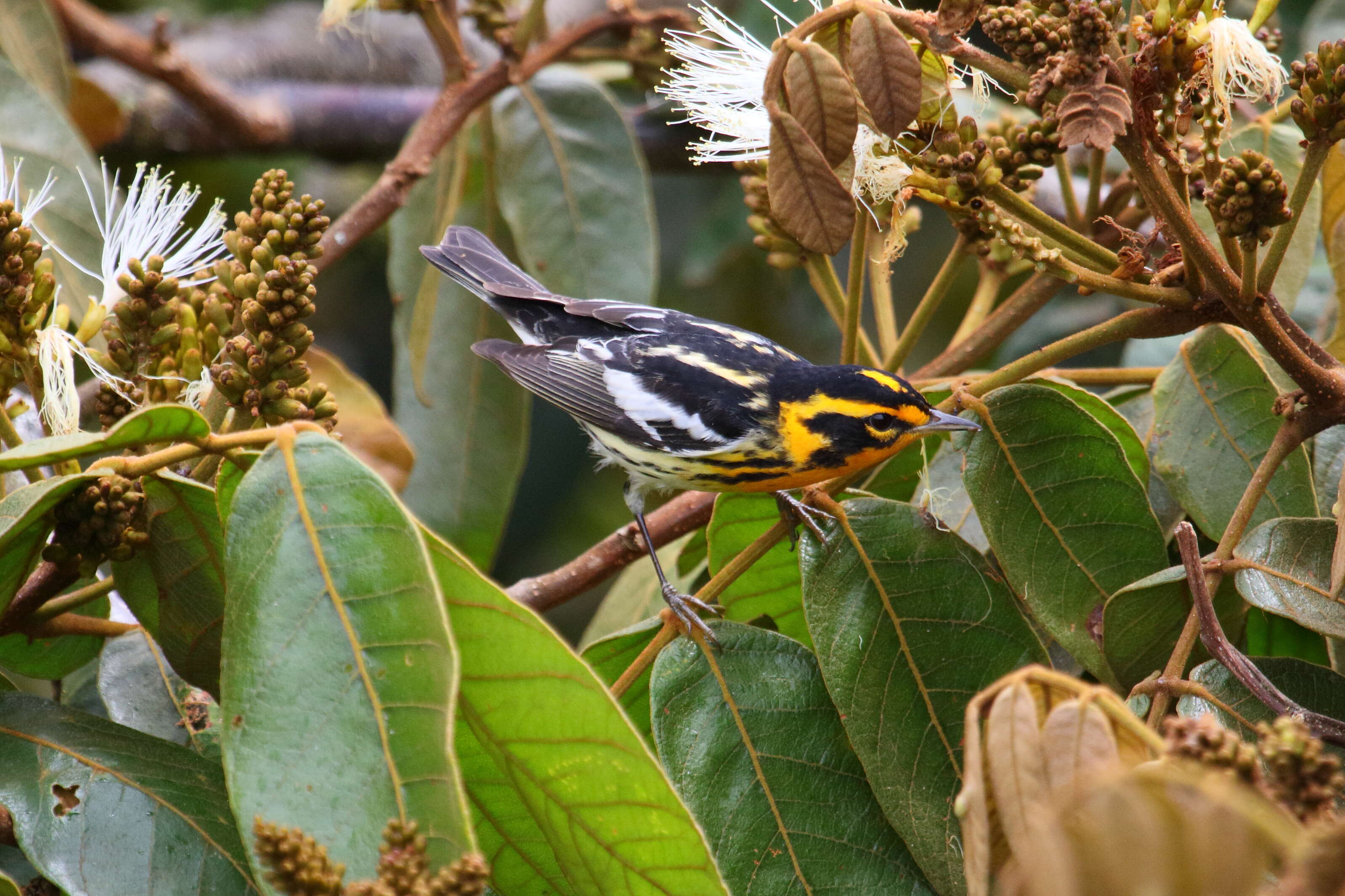 Image of Blackburnian Warbler