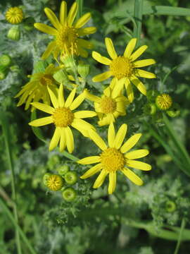 Image of eastern groundsel