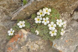 Image of Androsace pubescens DC.